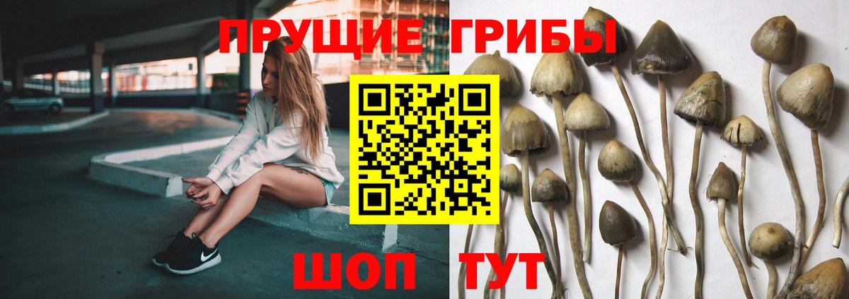 Галлюциногенные грибы прущие грибы Сыктывкар